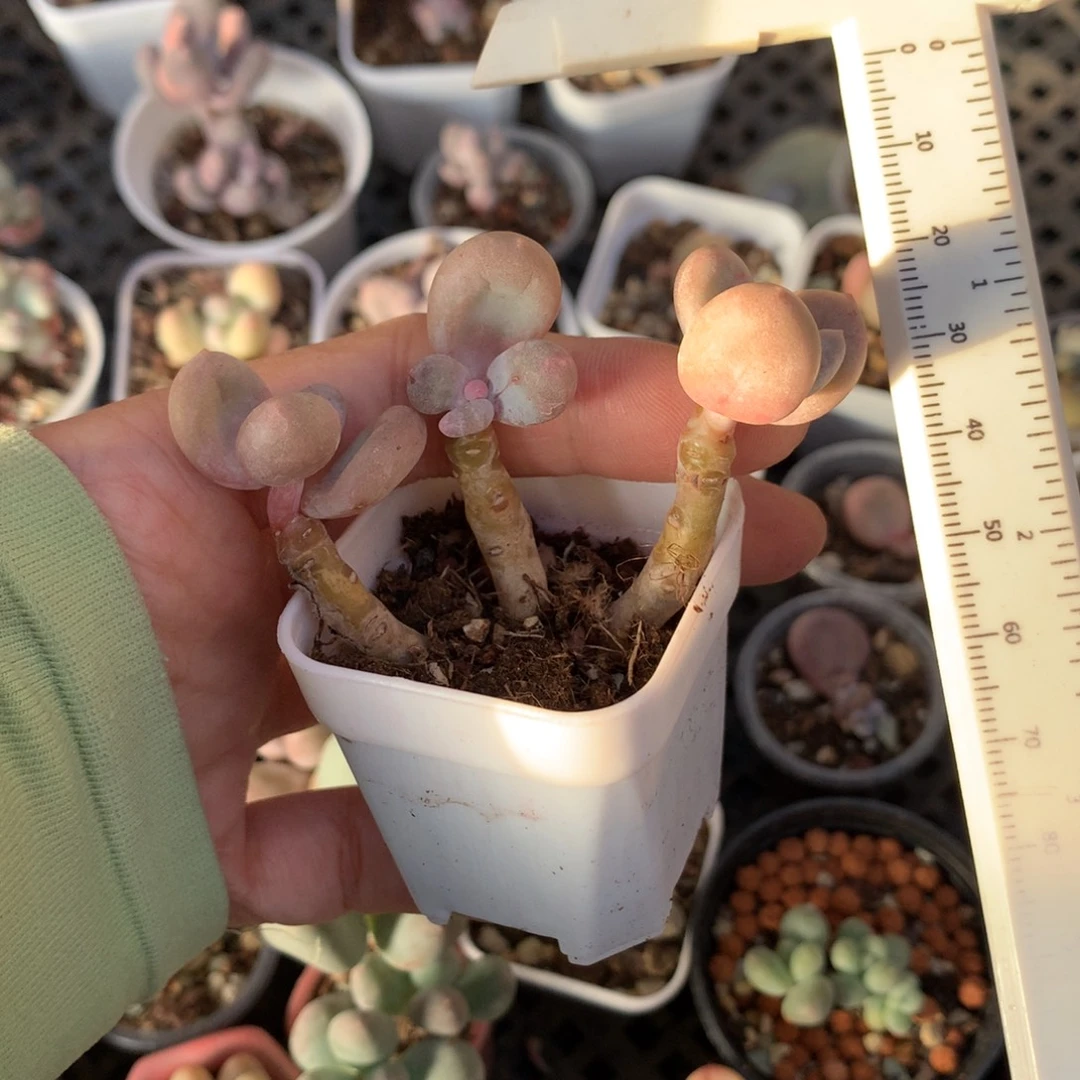 韩国彩虹奶酪多肉