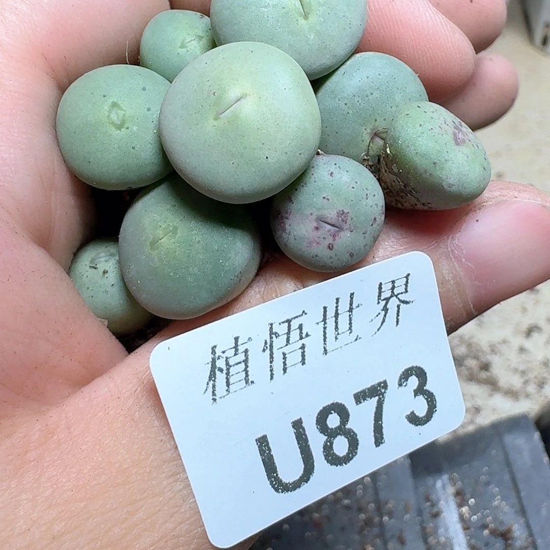 873号多肉植物哇cv