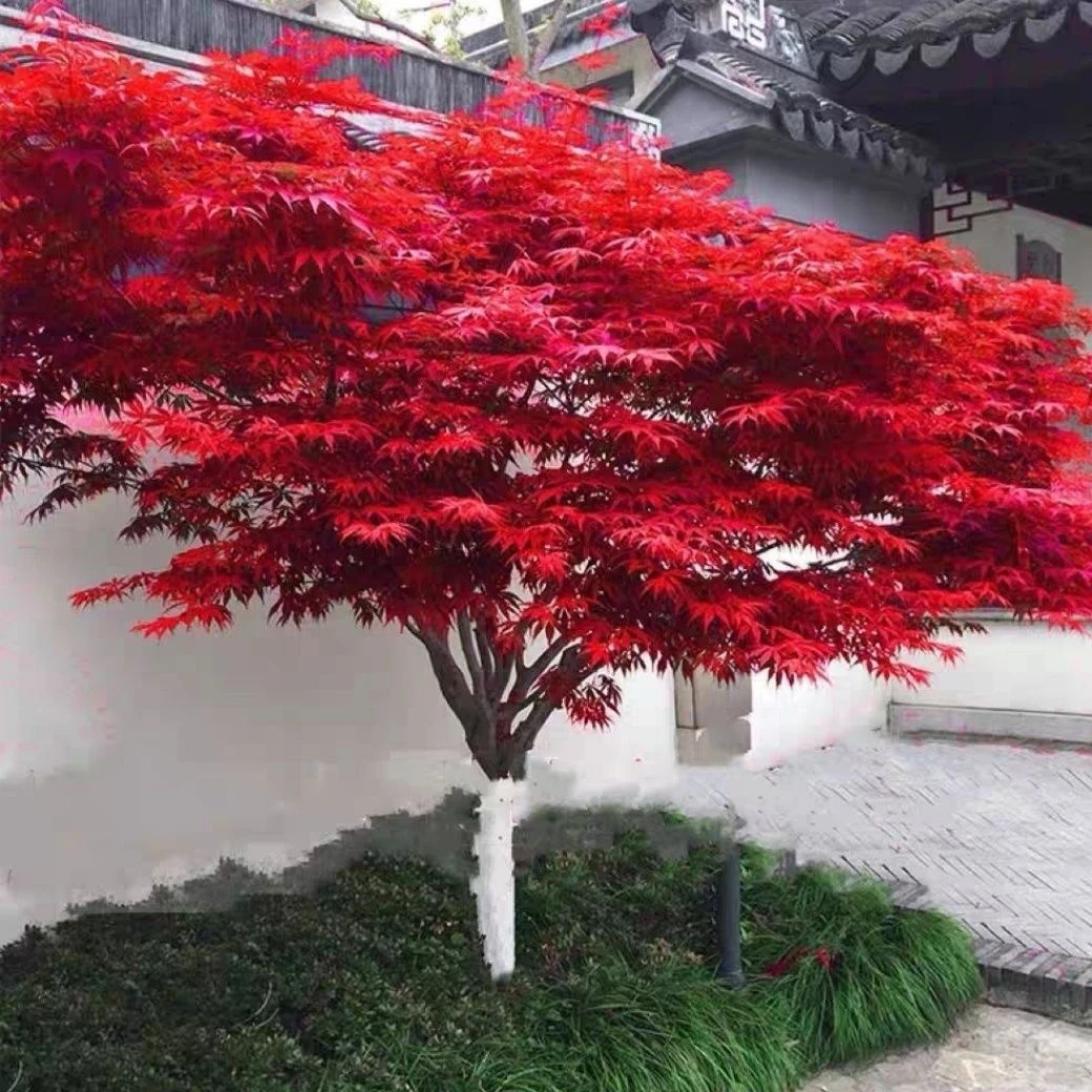 红枫树苗日本红舞姬盆景庭院阳台盆栽耐寒植物中国红枫地栽