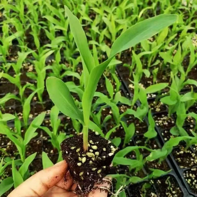 水果玉米秧苗糯玉米秧苗盆栽地栽春秋四季种植幼苗
