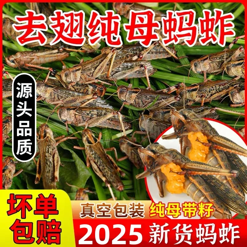 【送孜然粉】山东新鲜蚂蚱蝗虫 蚱蜢东亚飞蝗 纯母带籽去翅冷冻发货