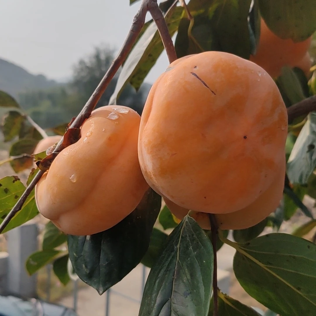 河北保定易县正宗磨盘大柿子合柿盖柿盆柿现摘鲜发应季水果冻柿子