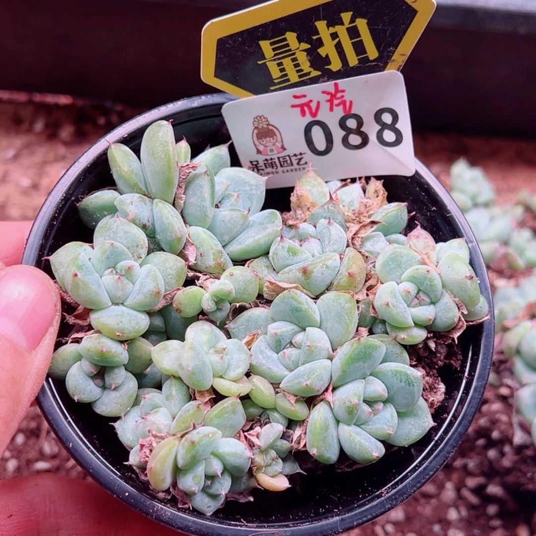 多肉植物多肉植物