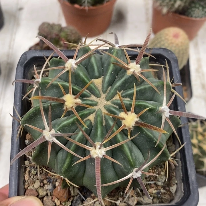 实生王凌波特价福利