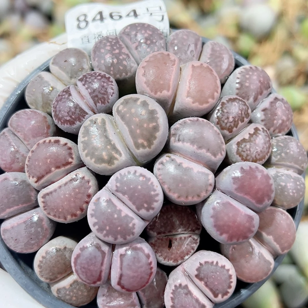 8464 好养易活生石花大母本部分长腿特价