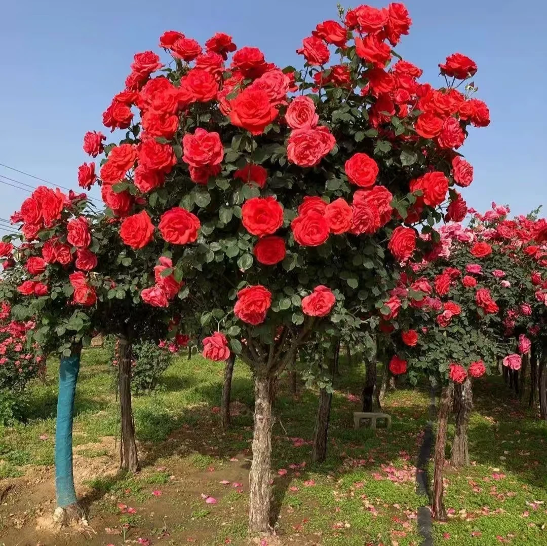 老桩树桩月季国月大花花卉浓香多季开花棒棒糖大花月季