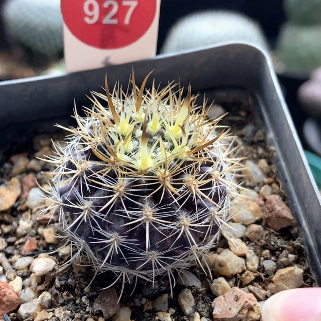 实生豪刺智利球3.3cm