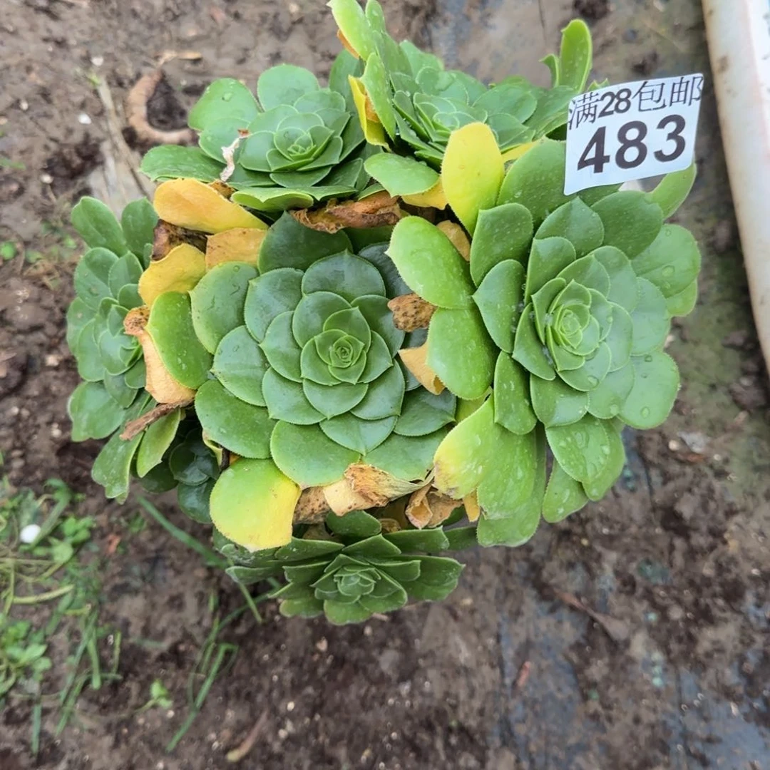绿羊绒多肉483满28包邮断枝不包