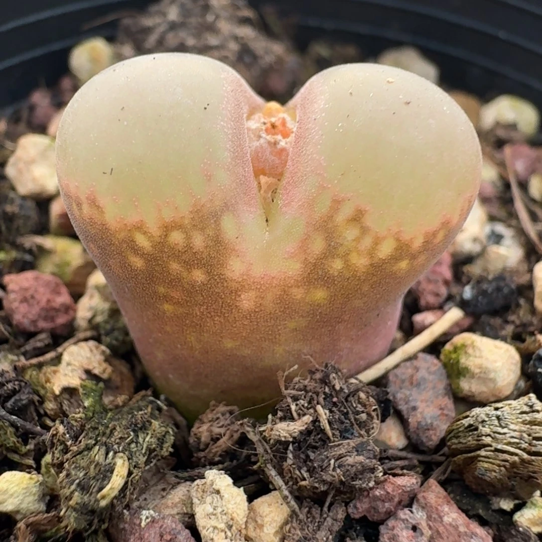 261带盆姐妹一起出去e de