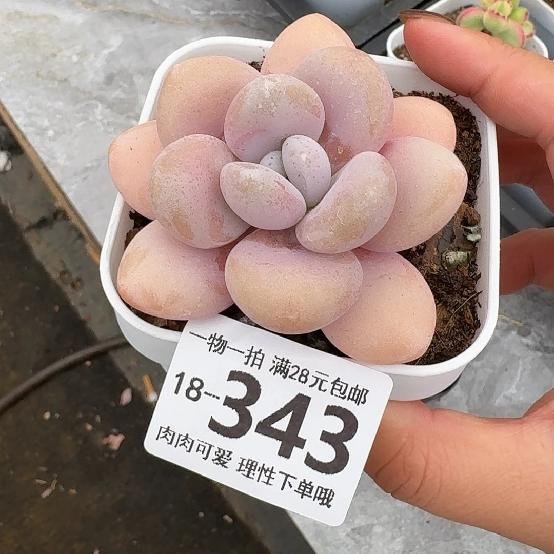 粉兔无盆土无发货