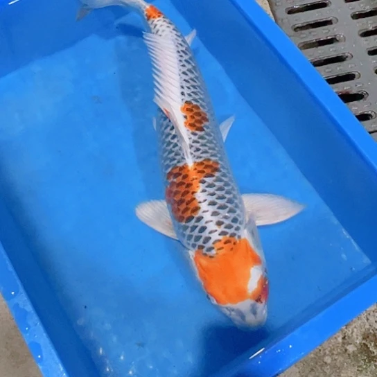 海水赤木芒果孔雀