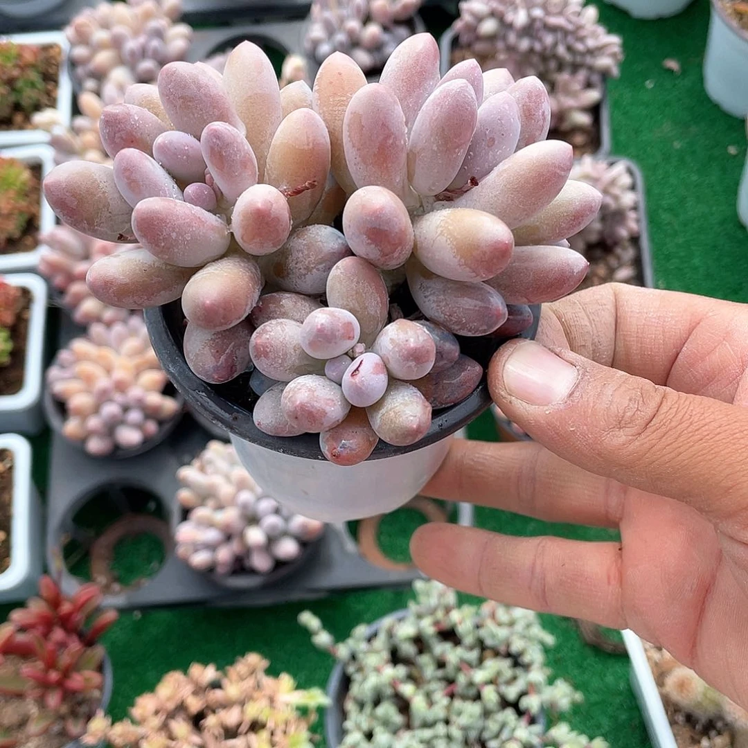 汤圆整群带盆发货