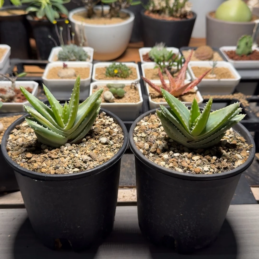 ?**?龙山锦芦荟多肉植物