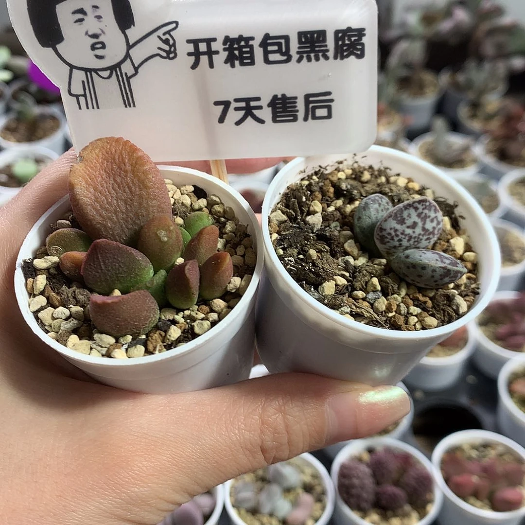 多肉水泡新手组合7