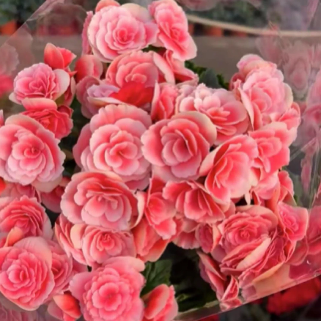 【丽格海棠】颜色随机掉1到3个花苞没有售后