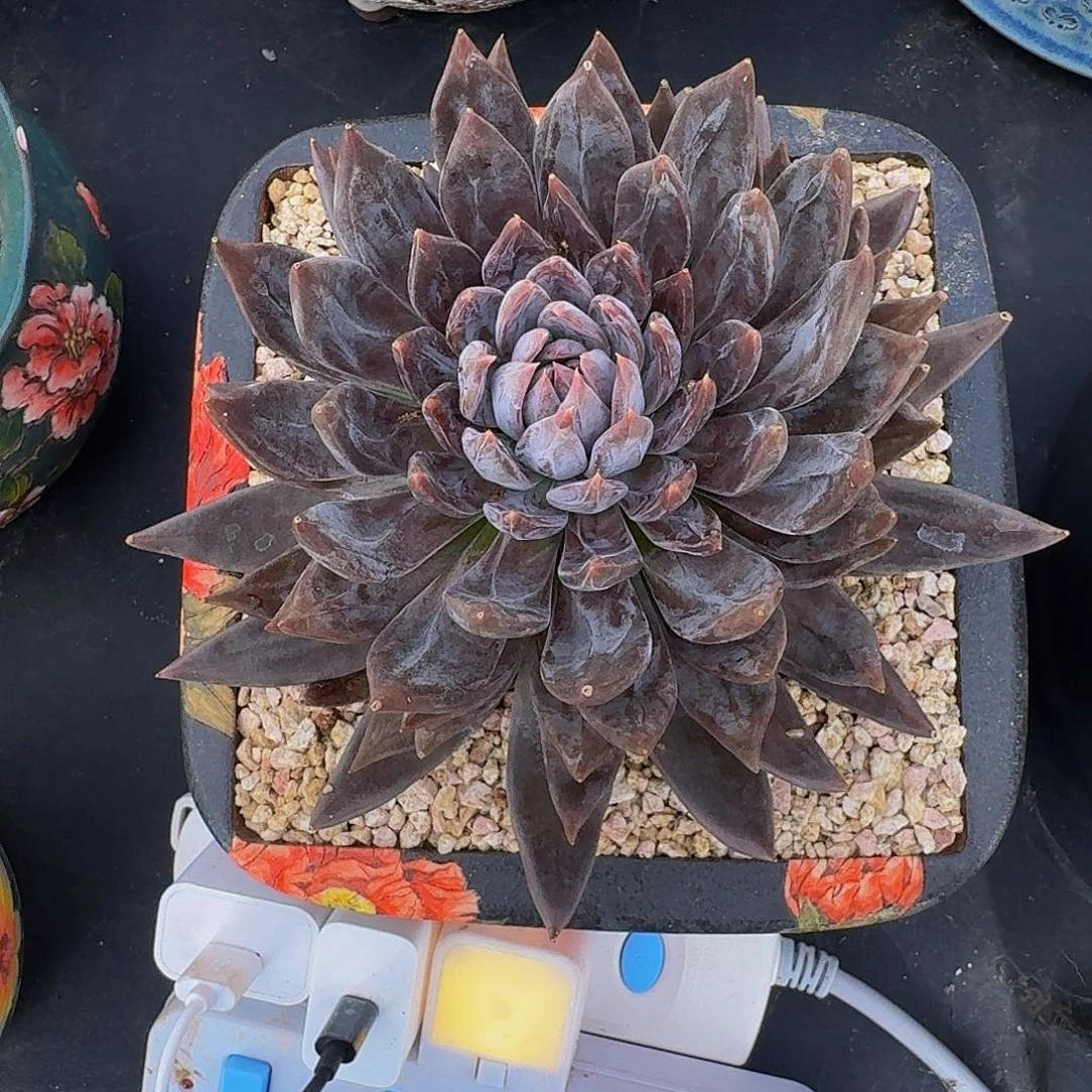 战神 单头 一物一拍