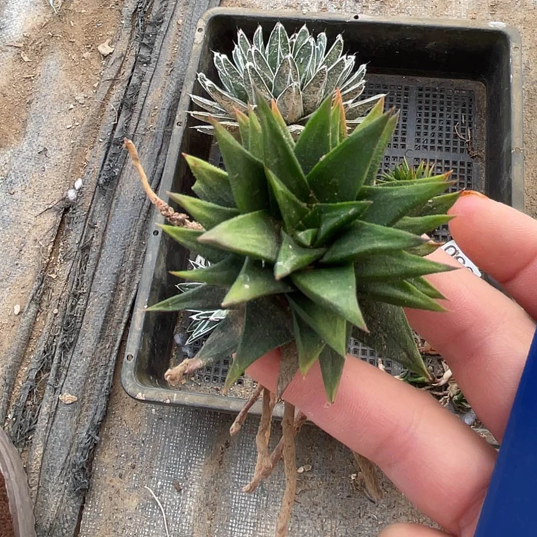 旋转龙城1颗脱土发货