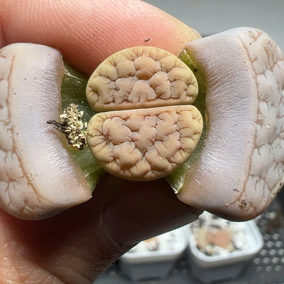 【闪购商品】742……