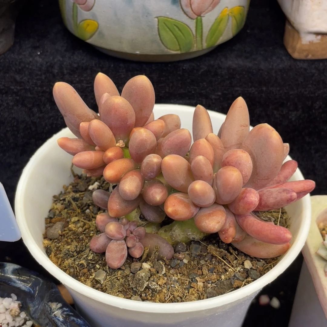 多肉植物盆栽多肉植物