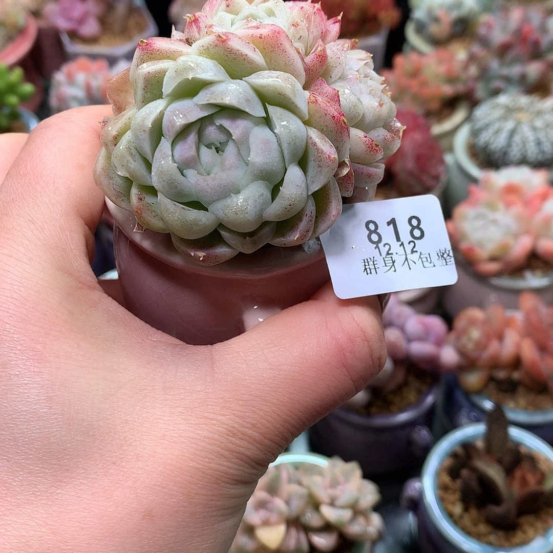 精控拇指盆12.12818