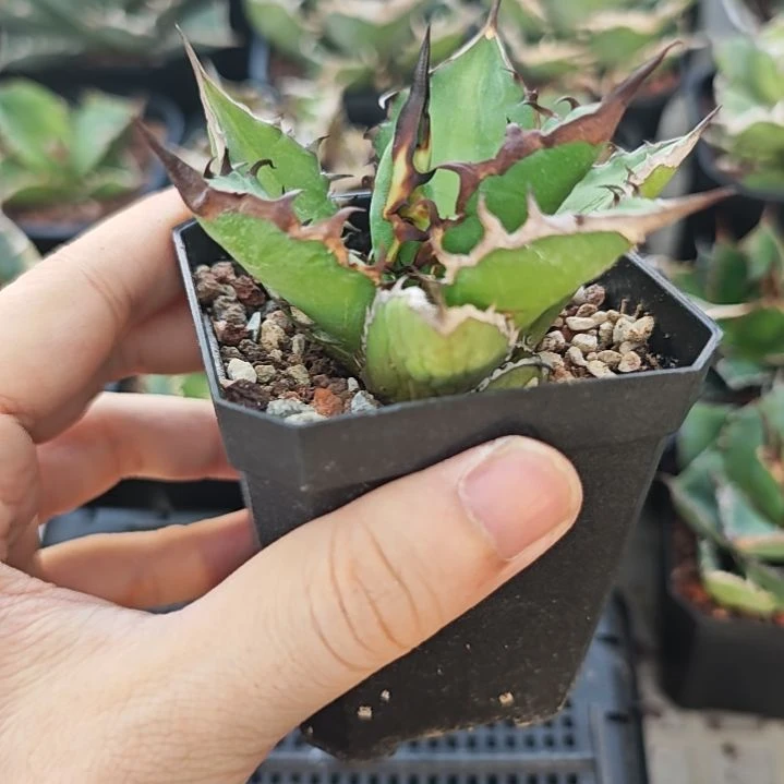 黑火焰仁王冠龙舌兰包邮非偏远