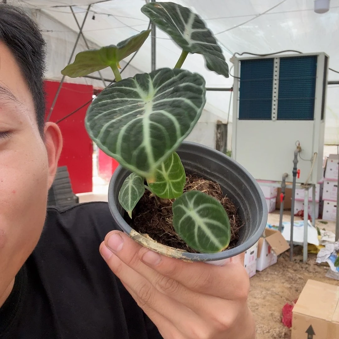 凝***嫣完全开放忍着一颗