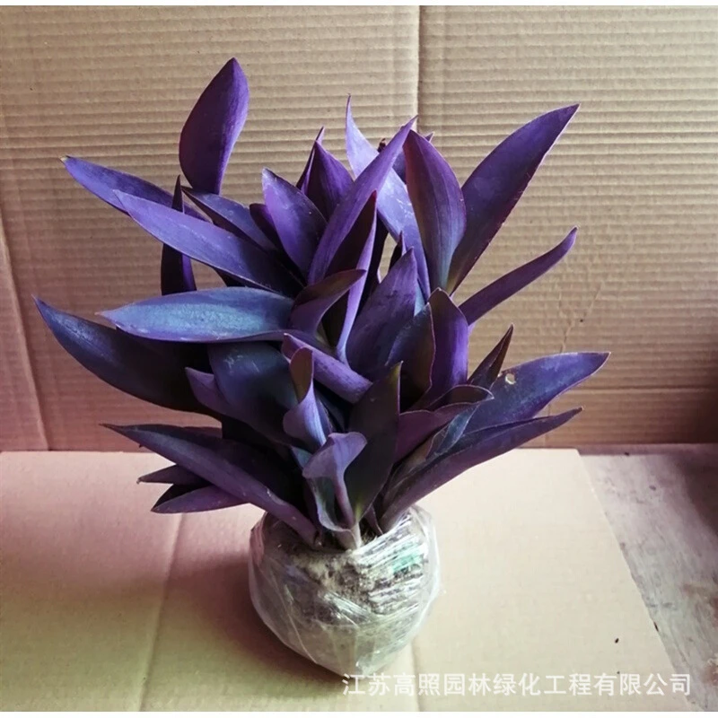 室内阳台花园盆栽紫罗兰鸭跖草吊兰垂吊紫叶草紫竹梅紫色观赏绿化