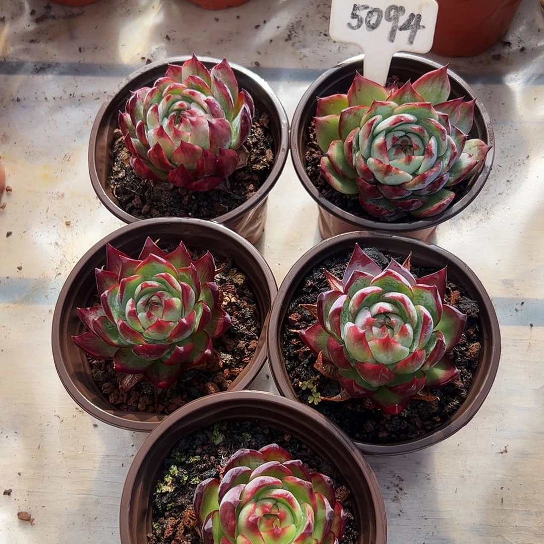 小惊鸿仙子7公分左右五颗5094号