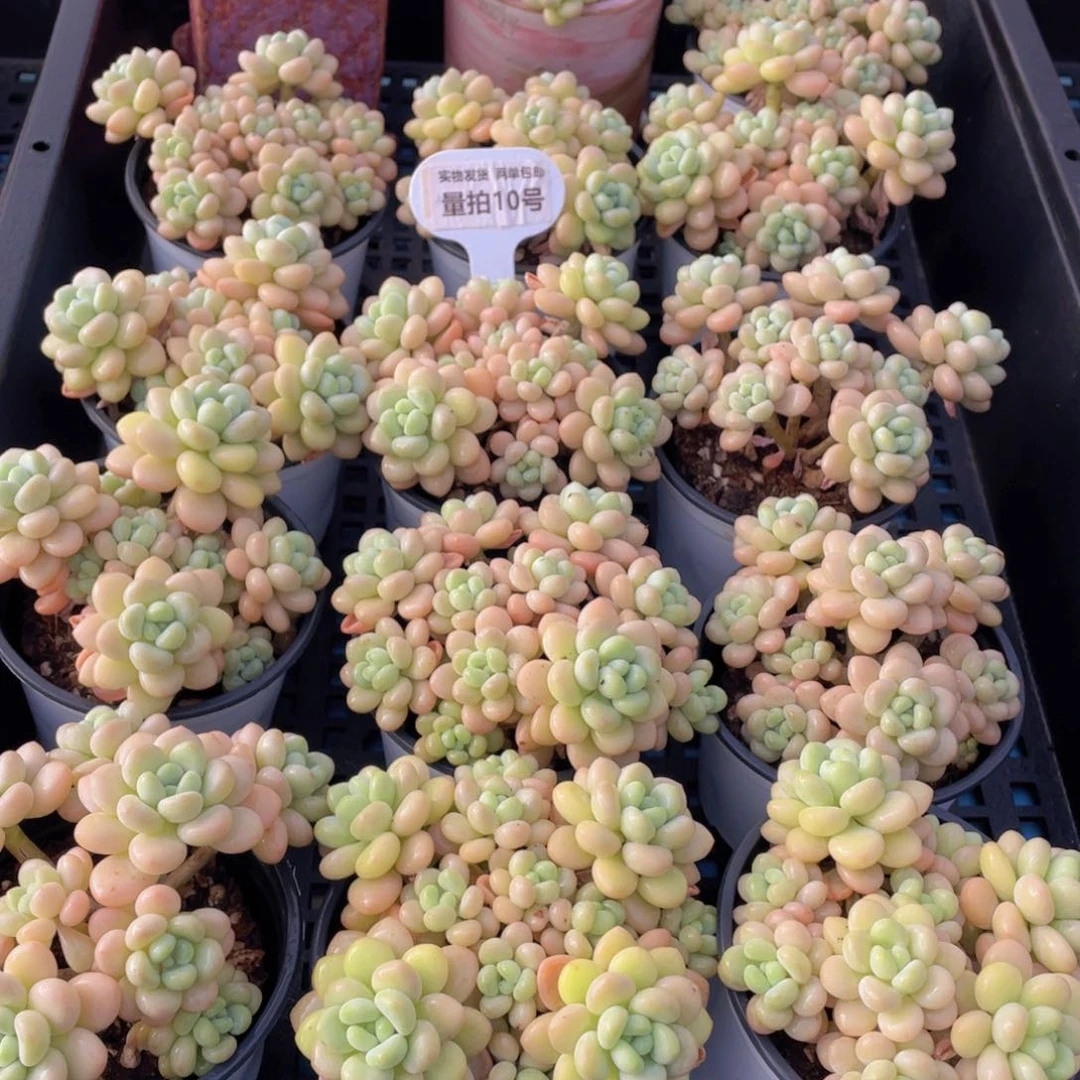 量拍10号 洛可可老桩手捧大群生一个