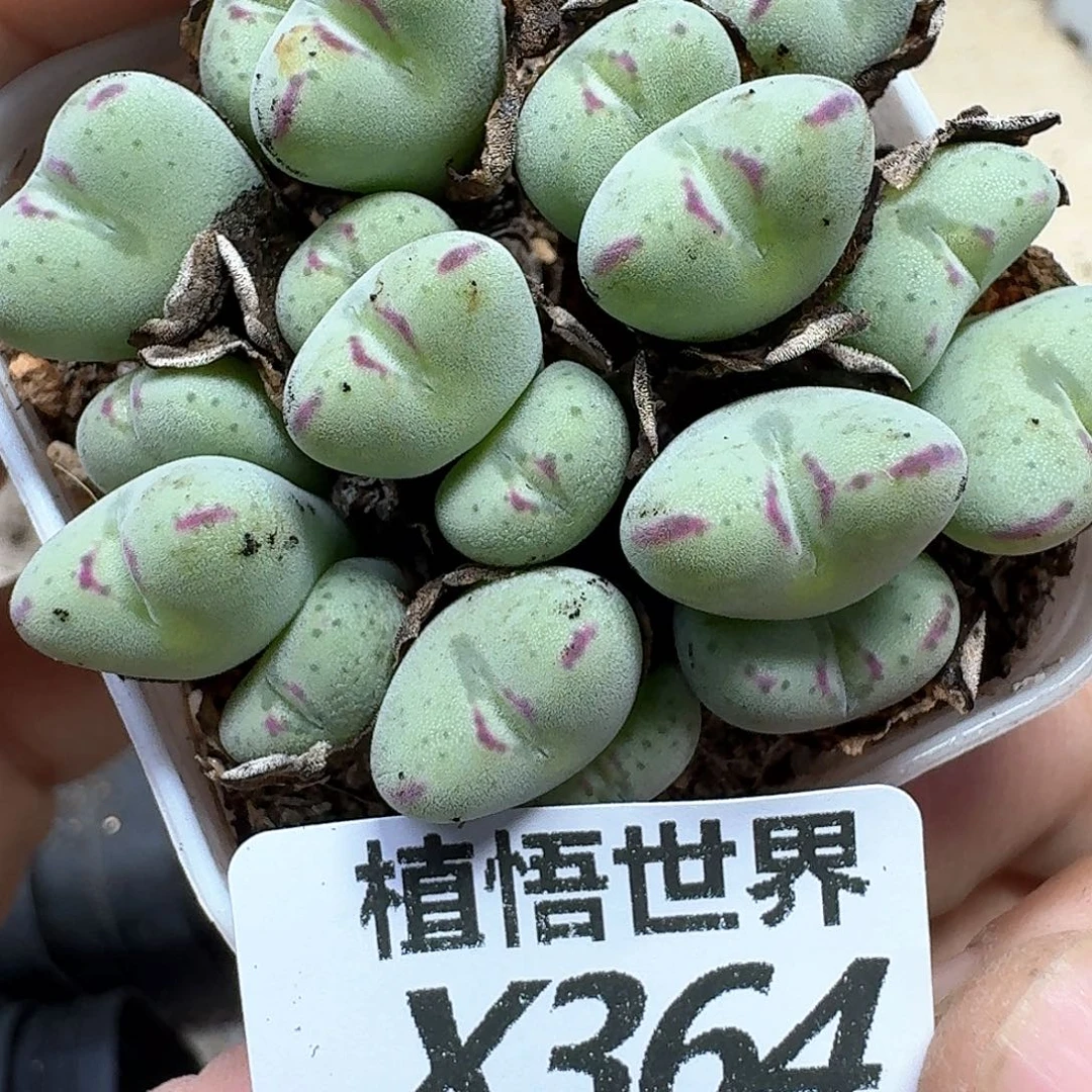 多肉植物的润泽和df