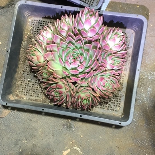 葡***甜美肉特价活动开始啦