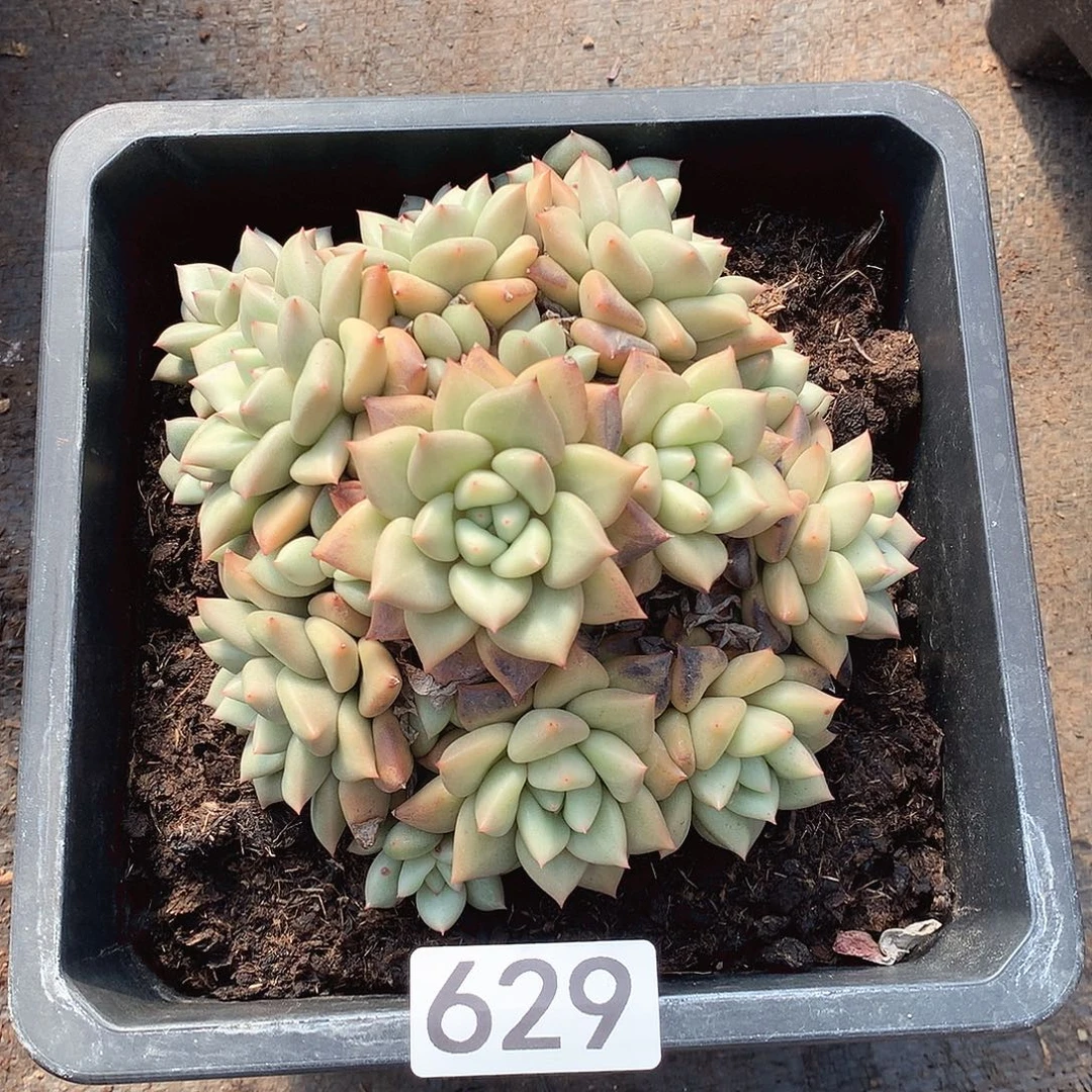 629象牙 一物一拍多肉