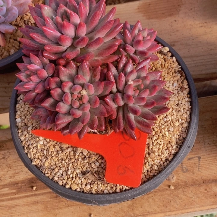 你不去上班就好的