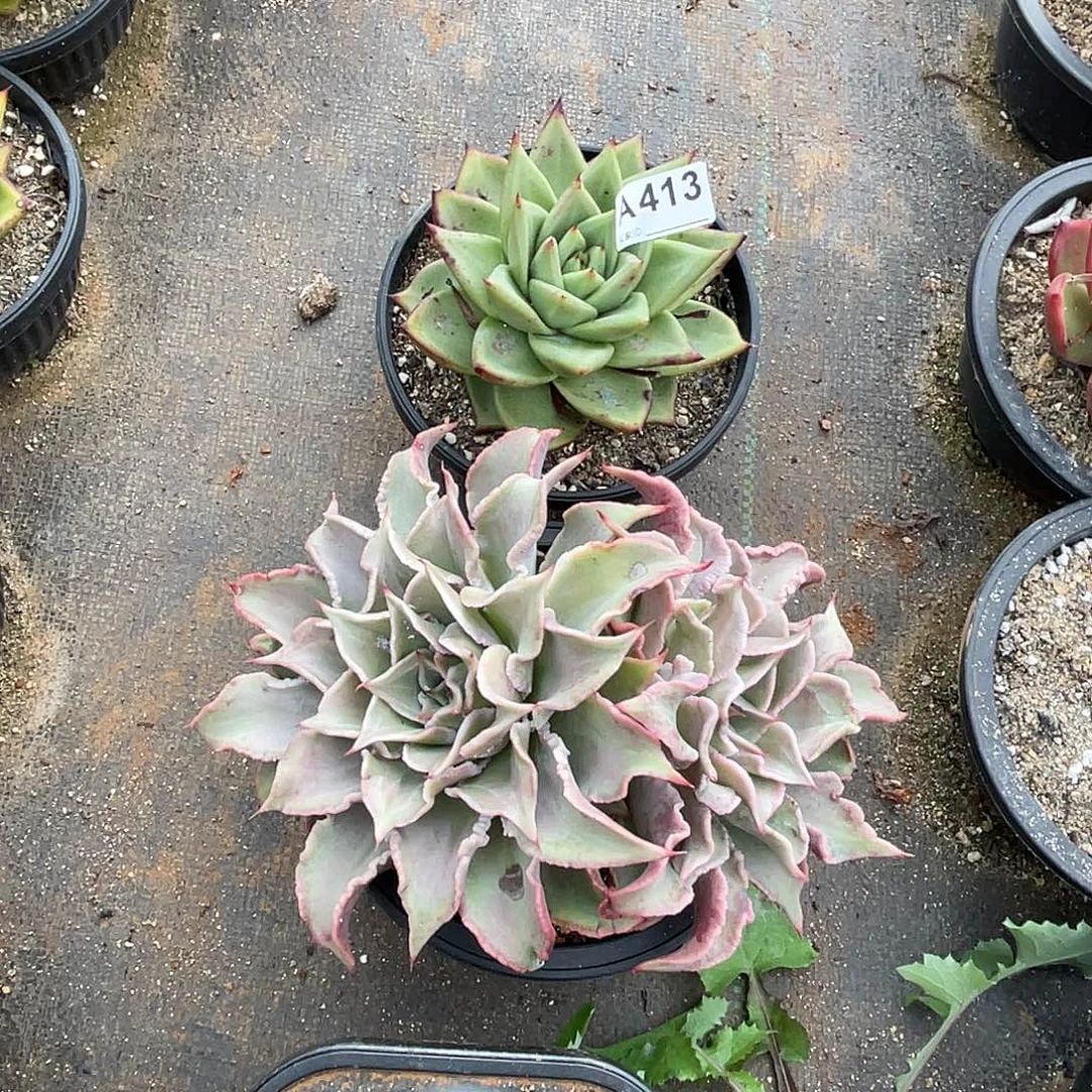 若如东云组拍A413