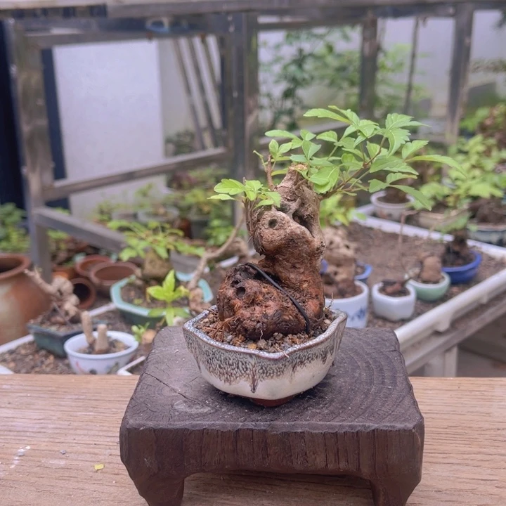 当前无花朵，栽培后可花朵