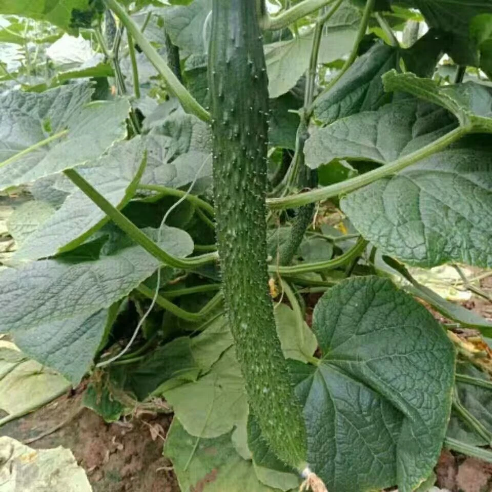 （5斤净重）北京本地标榜黄瓜嫩黄瓜现摘现发顺丰包邮新鲜标榜