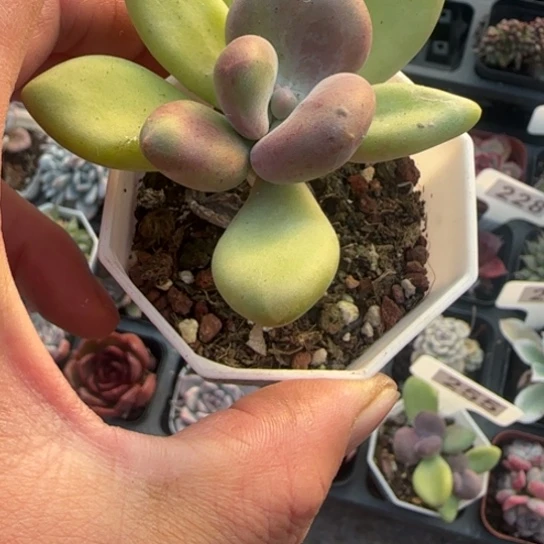 144芒果奶多肉植物多