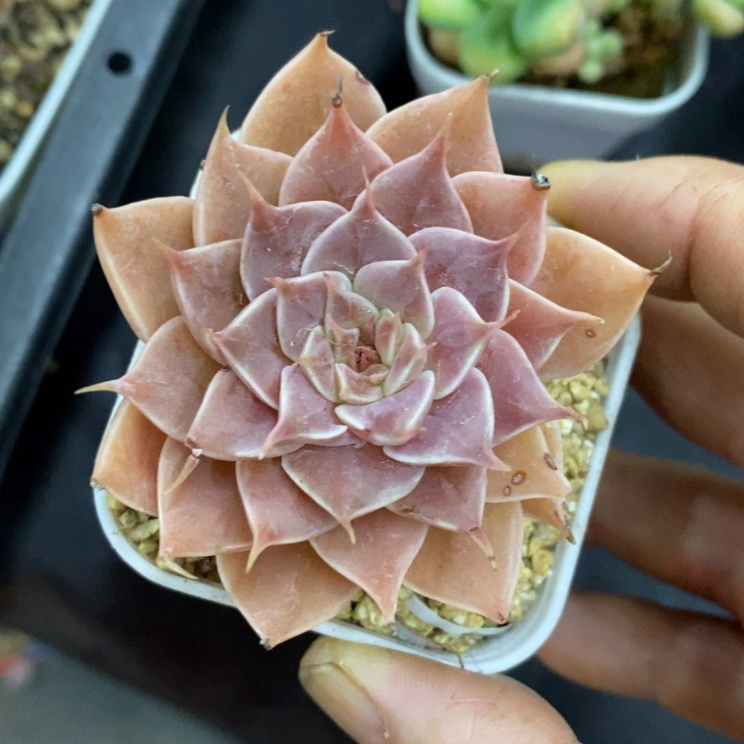 精品多肉一物一拍不包整111
