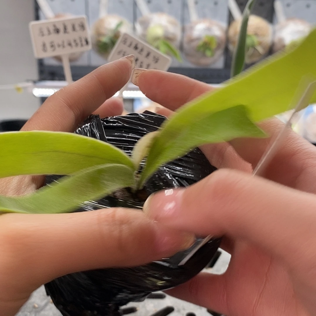 无花朵爪哇v鹿家蕨