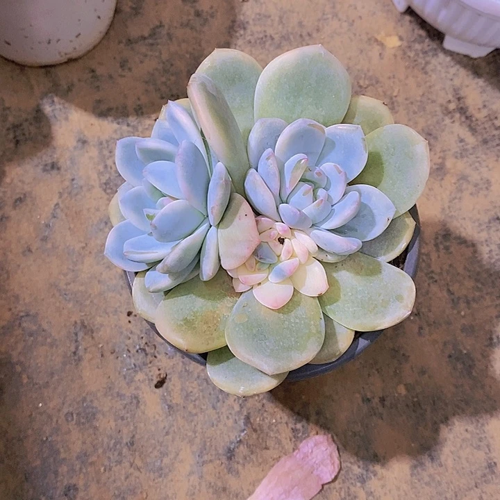 相****橙子锦群多肉植物