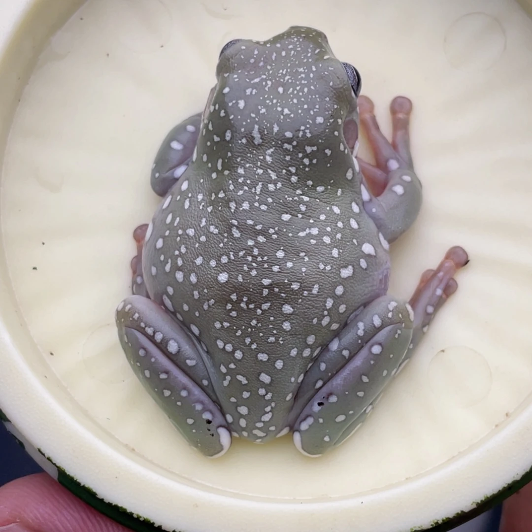 老爷树蛙1号灰皮蓝眼暴雪