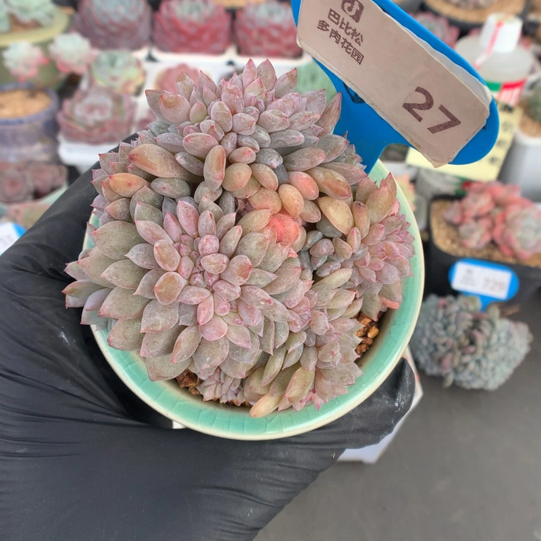 27 橙子缀多肉多肉