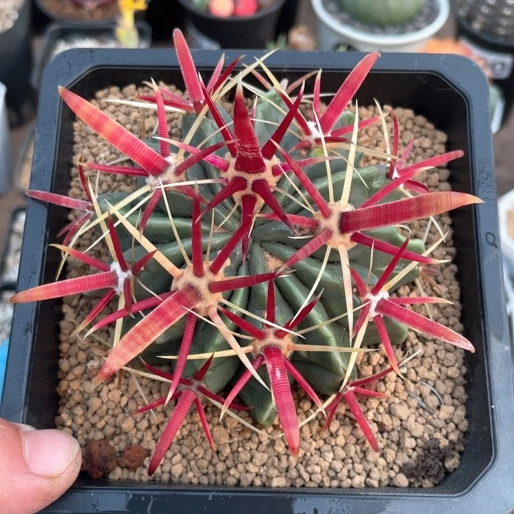 786师生大宽刺日出