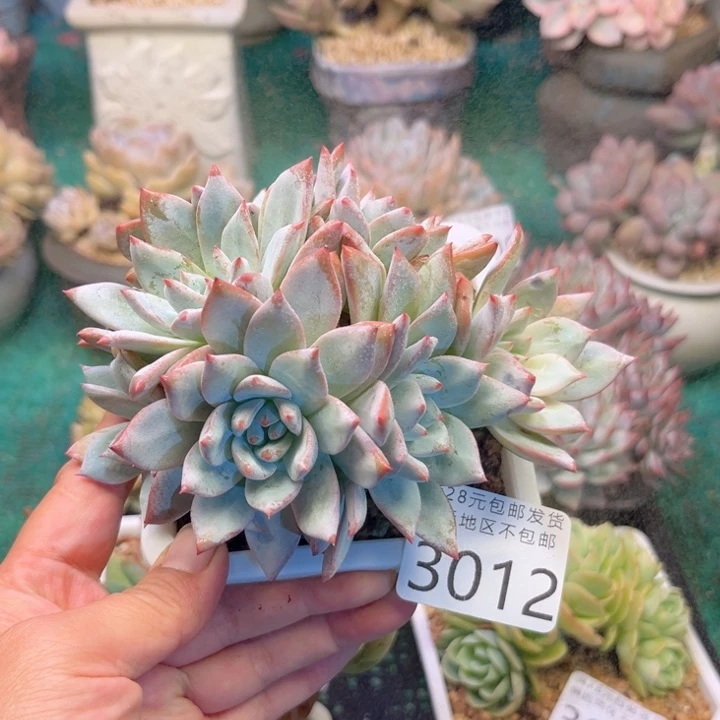 大3012。vzbzbxbcbchh