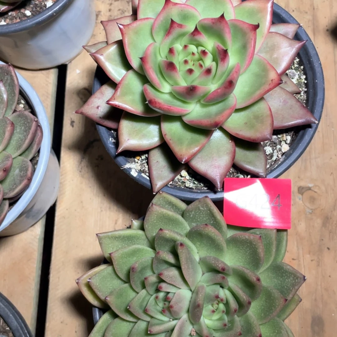 多肉植物多肉植物424两颗