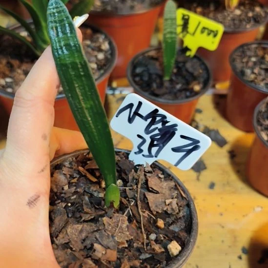 小***干无花朵君子兰直播带货王