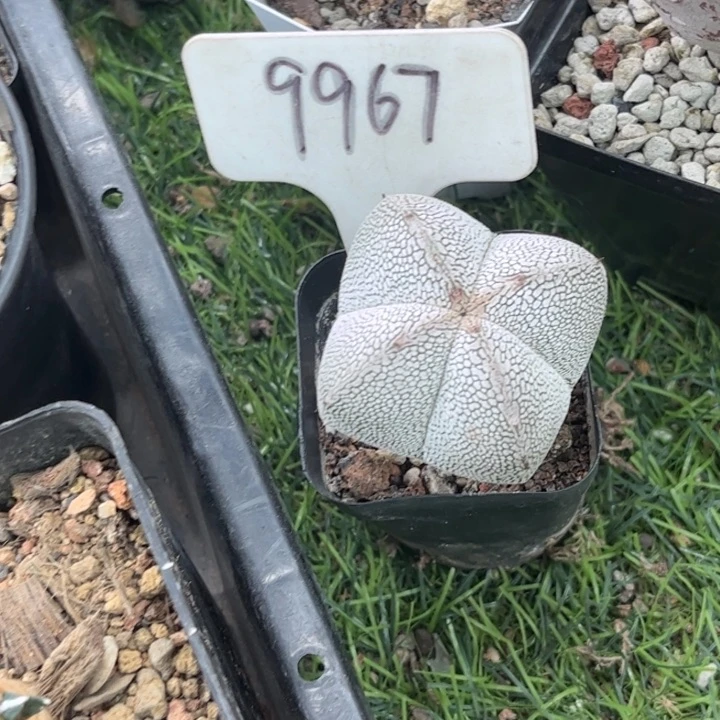 无花朵@****o9967实生恩种好养