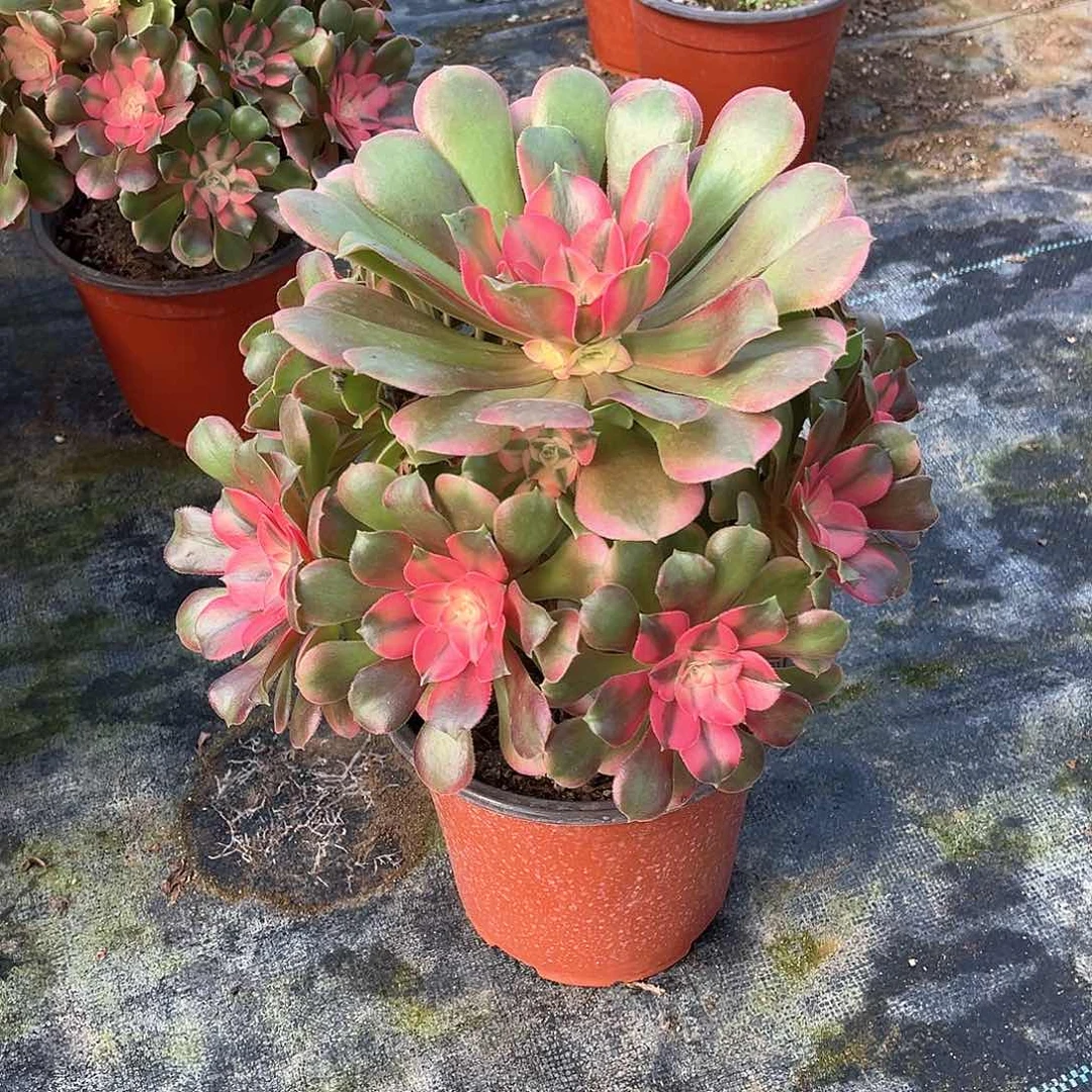 香妃多肉植物法师