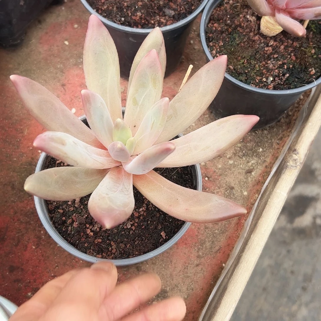 茉**香斯桌贝美人系列多肉植物