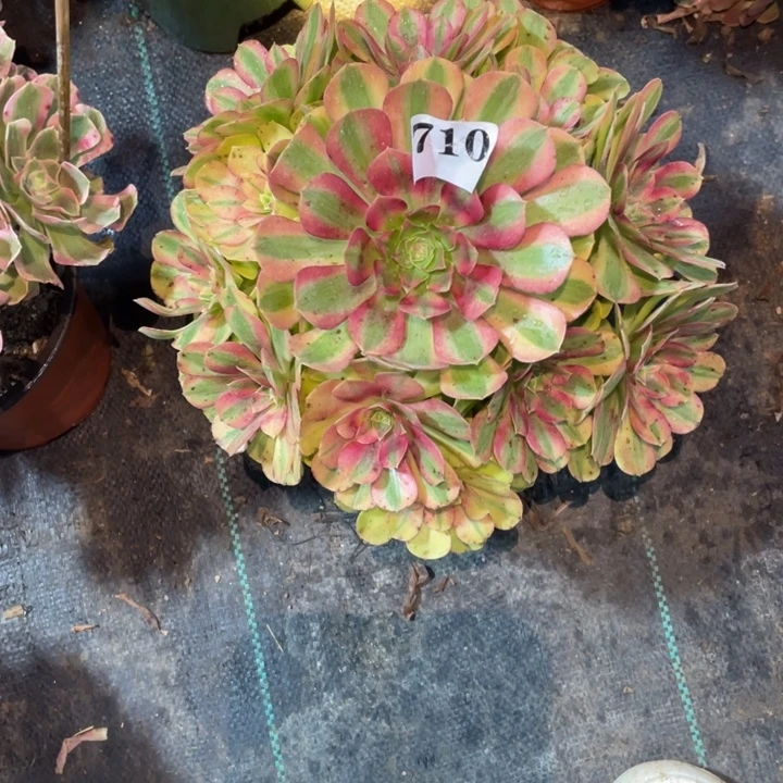 710号精品法师雨荷